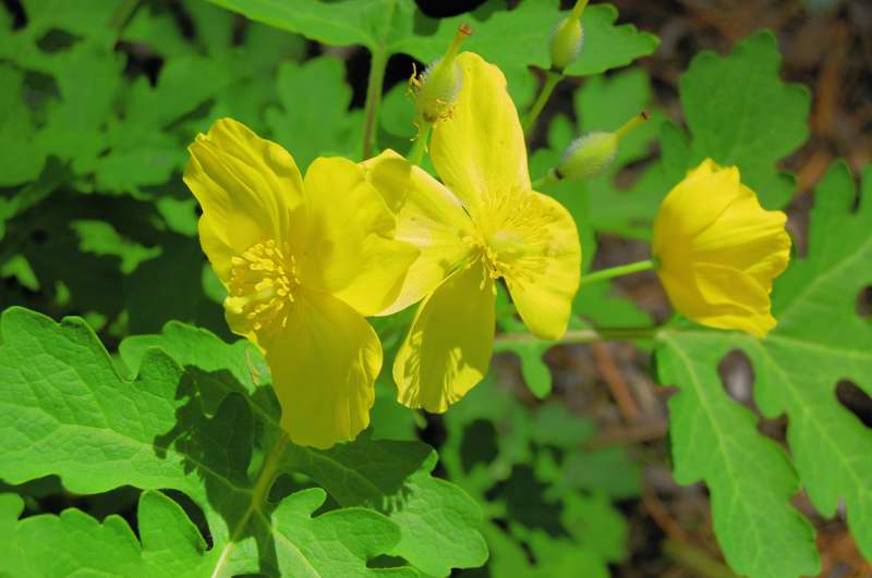 Photo of Genus=Stylophorum&Species=diphyllum&Common=Celandine Poppy&Cultivar=